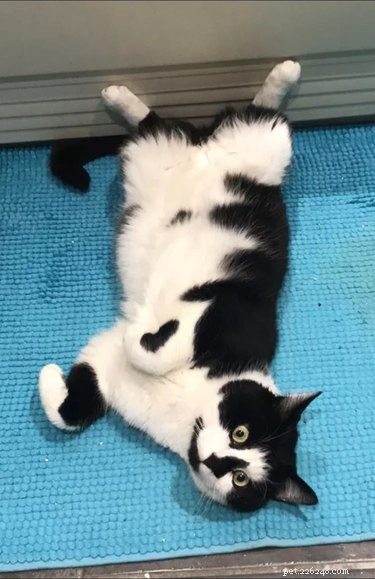 The Ultimate Collection of #BestBellyChallenge Cat Belly Photos