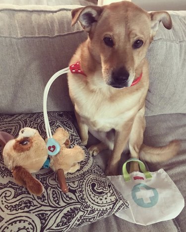 15 Dogs Who Act Like Real Doctors – Hilarious & Trustworthy