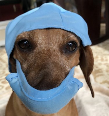 15 Dogs Who Act Like Real Doctors – Hilarious & Trustworthy