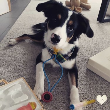 15 Dogs Who Act Like Real Doctors – Hilarious & Trustworthy