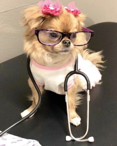 15 Dogs Who Act Like Real Doctors – Hilarious & Trustworthy