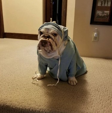 15 Dogs Who Act Like Real Doctors – Hilarious & Trustworthy