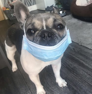 15 Dogs Who Act Like Real Doctors – Hilarious & Trustworthy