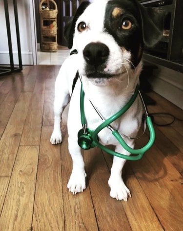 15 Dogs Who Act Like Real Doctors – Hilarious & Trustworthy