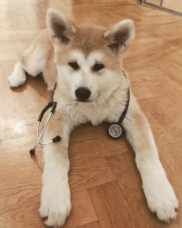15 Dogs Who Act Like Real Doctors – Hilarious & Trustworthy