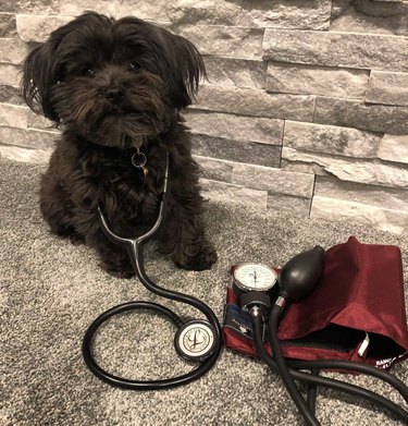 15 Dogs Who Act Like Real Doctors – Hilarious & Trustworthy