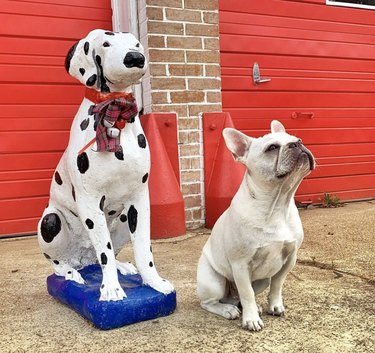 16 Fire‑Station Heroes: Dogs Who Keep the Fires Safe