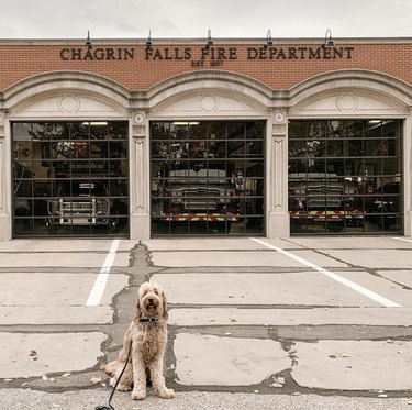 16 Fire‑Station Heroes: Dogs Who Keep the Fires Safe