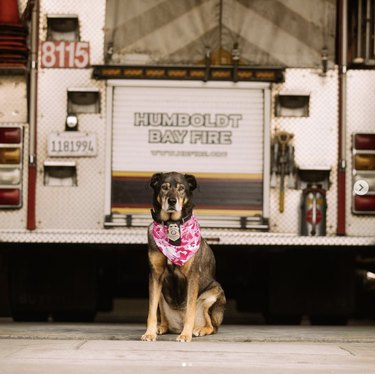 16 Fire‑Station Heroes: Dogs Who Keep the Fires Safe
