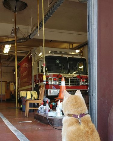 16 Fire‑Station Heroes: Dogs Who Keep the Fires Safe
