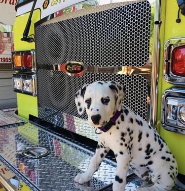 16 Fire‑Station Heroes: Dogs Who Keep the Fires Safe