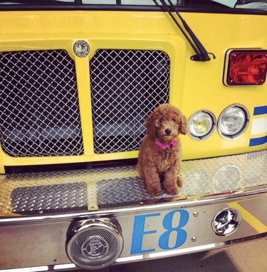 16 Fire‑Station Heroes: Dogs Who Keep the Fires Safe