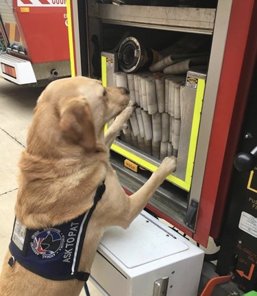 16 Fire‑Station Heroes: Dogs Who Keep the Fires Safe