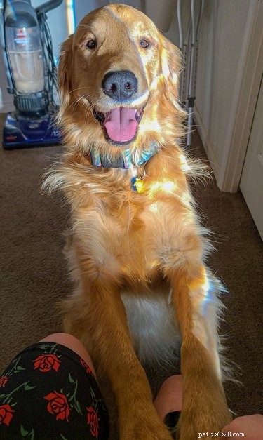Velcro Dog Challenge: The Most Adorable Clingy Canines