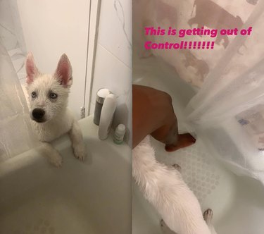 Velcro Dog Challenge: The Most Adorable Clingy Canines