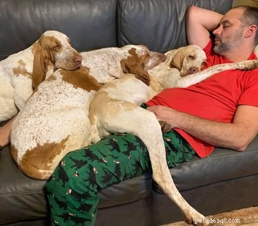 Velcro Dog Challenge: The Most Adorable Clingy Canines