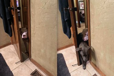 Velcro Dog Challenge: The Most Adorable Clingy Canines