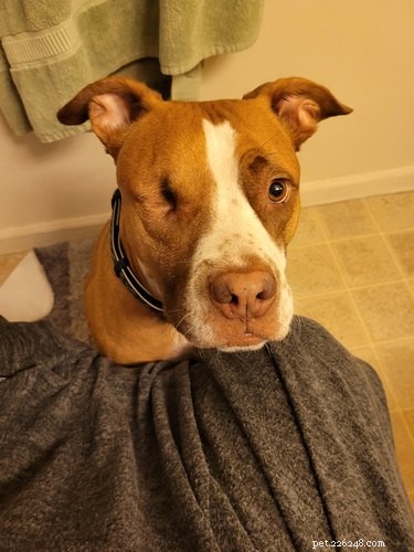 Velcro Dog Challenge: The Most Adorable Clingy Canines