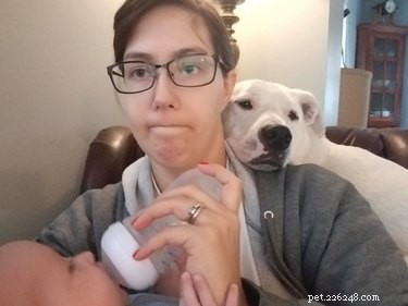 Velcro Dog Challenge: The Most Adorable Clingy Canines