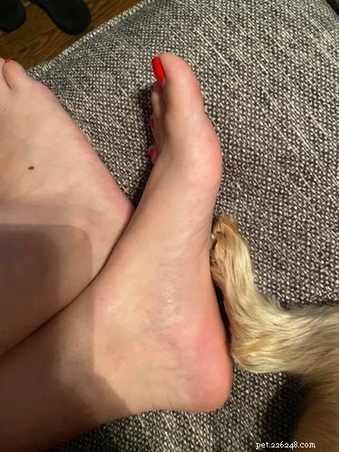 Velcro Dog Challenge: The Most Adorable Clingy Canines