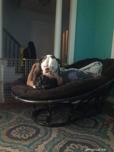 Velcro Dog Challenge: The Most Adorable Clingy Canines