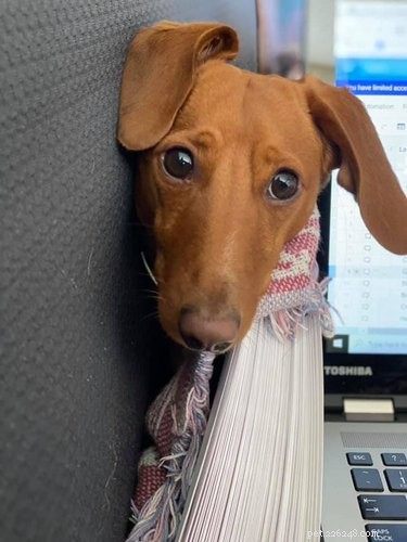 Velcro Dog Challenge: The Most Adorable Clingy Canines