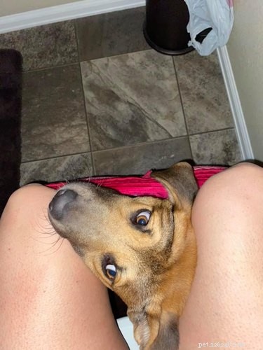 Velcro Dog Challenge: The Most Adorable Clingy Canines