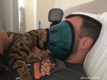 Velcro Dog Challenge: The Most Adorable Clingy Canines