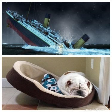 Pets Lookalikes Go Viral: Hilarious Photo Challenge Brings Laughter