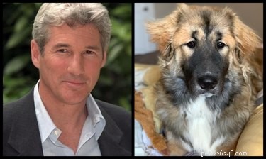 Pets Lookalikes Go Viral: Hilarious Photo Challenge Brings Laughter