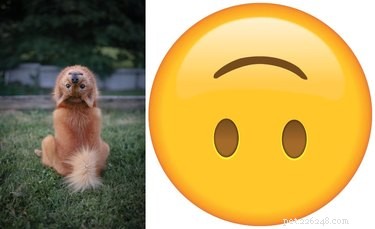 Pets Lookalikes Go Viral: Hilarious Photo Challenge Brings Laughter