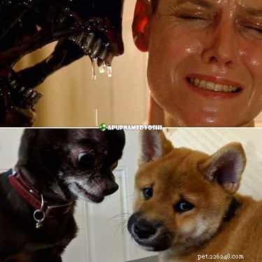 Pets Lookalikes Go Viral: Hilarious Photo Challenge Brings Laughter