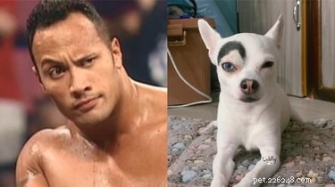 Pets Lookalikes Go Viral: Hilarious Photo Challenge Brings Laughter
