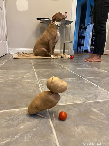 Pets Lookalikes Go Viral: Hilarious Photo Challenge Brings Laughter