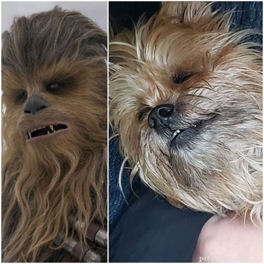 Pets Lookalikes Go Viral: Hilarious Photo Challenge Brings Laughter