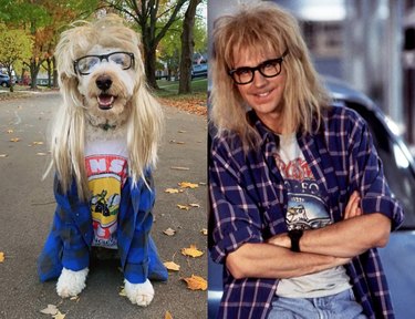 Pets Lookalikes Go Viral: Hilarious Photo Challenge Brings Laughter