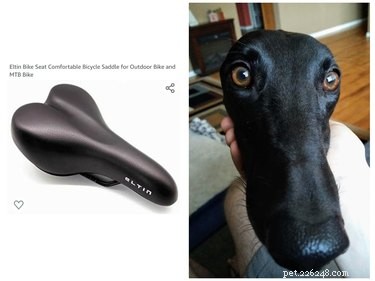 Pets Lookalikes Go Viral: Hilarious Photo Challenge Brings Laughter