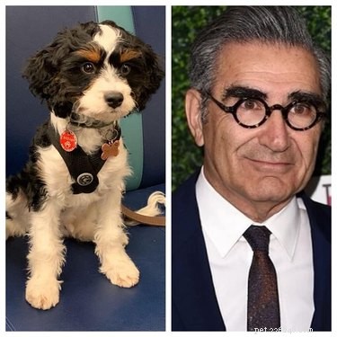 Pets Lookalikes Go Viral: Hilarious Photo Challenge Brings Laughter
