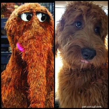 Pets Lookalikes Go Viral: Hilarious Photo Challenge Brings Laughter