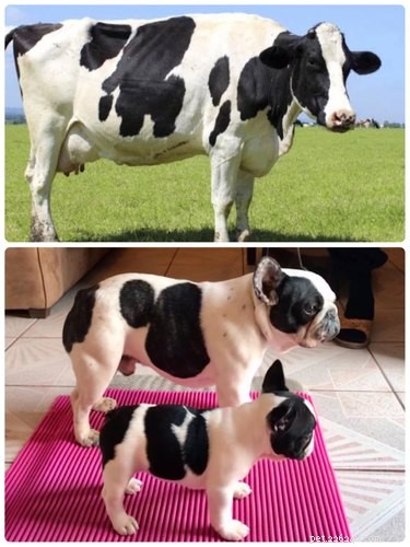 Pets Lookalikes Go Viral: Hilarious Photo Challenge Brings Laughter
