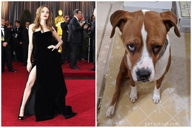 Pets Lookalikes Go Viral: Hilarious Photo Challenge Brings Laughter