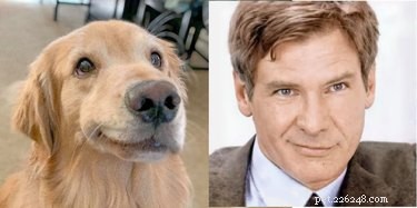 Pets Lookalikes Go Viral: Hilarious Photo Challenge Brings Laughter