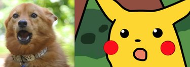 Pets Lookalikes Go Viral: Hilarious Photo Challenge Brings Laughter