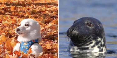 Pets Lookalikes Go Viral: Hilarious Photo Challenge Brings Laughter