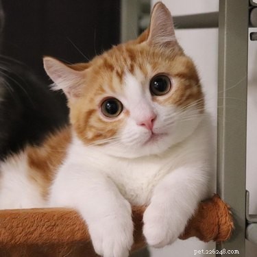 Top 7 Funniest Peets Memes That Will Make You Laugh