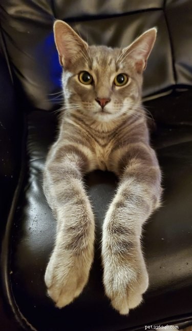 Top 7 Funniest Peets Memes That Will Make You Laugh