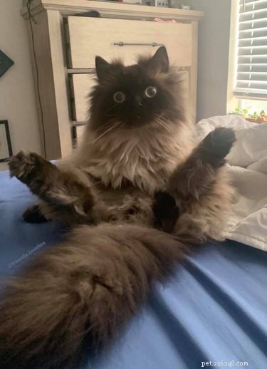 Top 7 Funniest Peets Memes That Will Make You Laugh