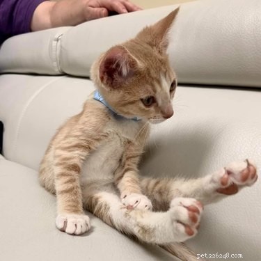 Top 7 Funniest Peets Memes That Will Make You Laugh