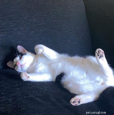 Top 7 Funniest Peets Memes That Will Make You Laugh