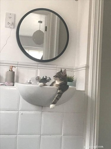 Top 7 Funniest Peets Memes That Will Make You Laugh